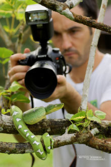 Emerald tree boa, Boa canin, Corallus caninus, Guyane, French Guiana, Matthieu Berroneau