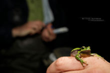 Hyla molleri, Rainette ibérique, Iberian tree frog, Ranita de San Antón, Matthieu Berroneau, France, DNA, ADN, sampling, suivi scientifique, échantillon, survey