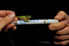 Hyla molleri, Rainette ibérique, Iberian tree frog, Ranita de San Antón, Matthieu Berroneau, France, DNA, ADN, sampling, suivi scientifique, échantillon, survey