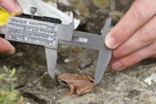 Rana pyrenaica, Pyrenean frog, Grenouille des Pyrénées, France, Matthieu Berroneau, mesure, measurement