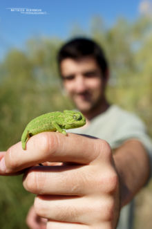 Mediterranean Chameleon, Caméléon européen, Chamaeleo chamaeleon, Spain, Espana, Espagne, Matthieu Berroneau