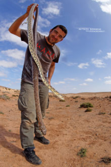 Horse Shoe Wip Snake, Hemorrhois hippocrepis, Couleuvre fer-à-cheval, Maroc, Morocco, Matthieu Berroneau