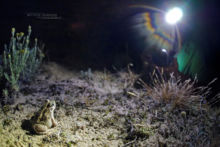 Pelobates cultripes, Western Spadefoot Toad, Pélobate cultripède, France, Matthieu Berroneau, sand, sable, dune, beach, plage, light, lamp, herping, herp, lampe