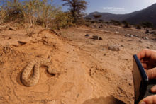 Cerastes cerastes, Vipère à cornes, Saharan horned viper, Matthieu Berroneau, Maroc, Morocco, Cerastes mutilata