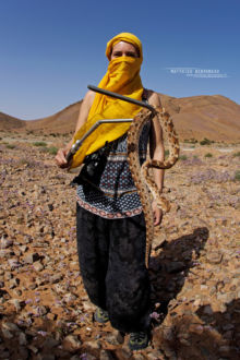 Echis pyramidum, Maroc, Roman's Saw-scaled Viper, Morocco, Matthieu Berroneau, Echide, vipère, serpent, snake