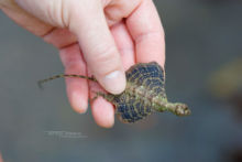 Draco maculatus, Spotted Gliding Lizard, Malaisie, Malaysia, Matthieu Berroneau, flying lizard, dragon