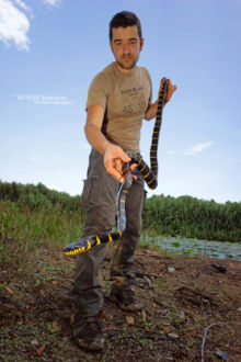 Boiga dendrophila, Mangrove snake, Malaisie, Malaysia, Matthieu Berroneau