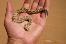 Cerastes vipera, Sahara Sand Viper, Vipère des sables, Matthieu Berroneau, Maroc, Snake, study, hand, main, étude, Morocco