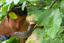 Zamenis longissimus, Couleuvre d'Esculape, Aesculapian snake, France, Matthieu Berroneau,