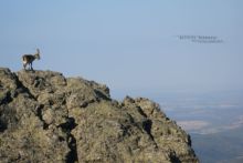 Capra pyrenaica, Bouquetin des Pyrénées, Spain, Espagne, Espana, Bouquetin d'Espagne, Iberian Ibex, Spain, Matthieu Berroneau