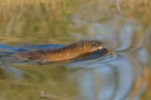 Rat musqué, Muskrat, Ondatra zibethicus, Matthieu Berroneau, exotique species, espèce éxotique