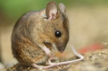 Mulot sylvestre, Apodemus sylvaticus, Wood mouse, France, Matthieu Berroneau, toilette, nettoyage, clean, cleaning