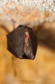 Rhinolophus hipposideros, Lesser horseshoe, Petit Rhinolophe, France, Matthieu Berroneau