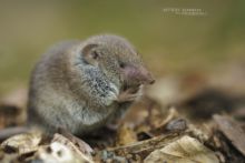 Crocidure musette, Crocidura russula, Greater White-toothed Shrew, France, musaraigne, Matthieu Berroneau, France