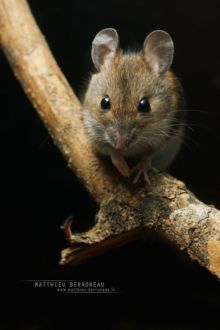 Mulot sylvestre, Apodemus sylvaticus, Wood mouse, France, Matthieu Berroneau, nuit, night
