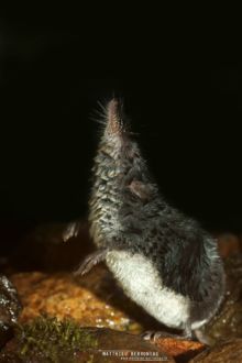 Crossope de Miller, Neomys anomalus, Miller's water shrew, France, Matthieu Berroneau