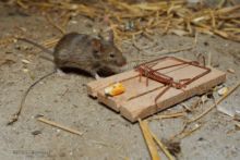 Mus musculus, Souris grise, Souris domestique, Matthieu Berroneau, piège, tapette, trap