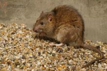 Rattus norvegicus, Rat surmulot, Brown rat, France, Matthieu Berroneau