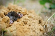 Taupe d'Aquitaine, Talpa aquitania, Aquitaine, Taupe d'Europe, France, Matthieu Berroneau, Aquitanian mole