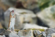 Mulot à collier, Apodemus flavicollis, Yellow-necked mouse, Matthieu Berroneau, france