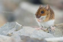 Mulot à collier, Apodemus flavicollis, Yellow-necked mouse, Matthieu Berroneau, france