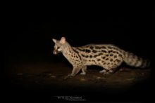 Genette d'Europe, Common Genet, Genetta genetta, France, nuit, night, Matthieu Berroneau