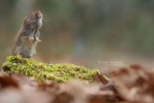 Field Vole, Microtus agrestis, Campagnol agreste, Matthieu Berroneau