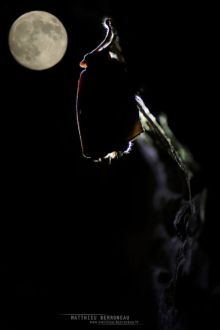 Grand Rhinolophe, Greater horseshoe, France,Rhinolophus ferrumequinum, Matthieu Berroneau, moon, lune, night, nuit