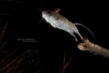 Mulot sylvestre, Apodemus sylvaticus, Wood mouse, France, Matthieu Berroneau, jump, saut, nuit, night