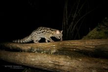 Genette d'Europe, Common Genet, Genetta genetta, France, nuit, night, Matthieu Berroneau