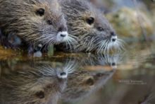 Ragondin, Myocastor coypu, coypu, Matthieu Berroneau, exotique species, espèce exotique