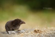 Musaraigne couronnée, Crowned shrew, Sorex coronatus, Matthieu Berroneau