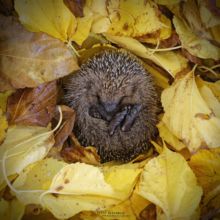 Hérisson d'Europe, Erinaceus europaeus, European Hedgehog, France, Matthieu Berroneau, winter, hiver, hivernation, hibernation, leaf, feuille morte, dead leaf