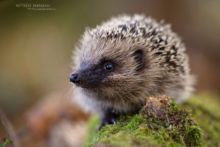 Hérisson d'Europe, Erinaceus europaeus, European Hedgehog, France, Matthieu Berroneau