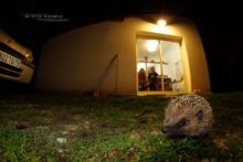 Hérisson d'Europe, Erinaceus europaeus, European Hedgehog, France, Matthieu Berroneau, maison, house, light, lumière, nuit, night