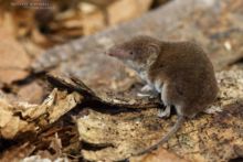 Crocidure musette, Crocidura russula, Greater White-toothed Shrew, France, musaraigne, Matthieu Berroneau, France