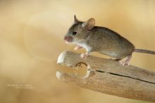 Mus musculus, Souris grise, Souris domestique, Matthieu Berroneau