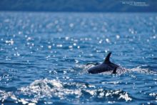 daupin, komodo, indonésie, sea, mer, océan, ocean, matthieu Berroneau, dolphin