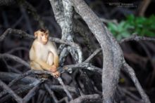 Macaca nemestrina, Malaysia, Malaisie, Southern Pig-tailed Macaque, Matthieu Berroneau, Macaque malais