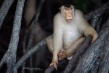 Macaca nemestrina, Malaysia, Malaisie, Southern Pig-tailed Macaque, Matthieu Berroneau, Macaque malais