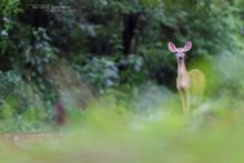 Odocoileus virginianus, Matthieu Berroneau, White-tailed deer, Cerf de Virginie, Costa Rica