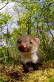 Fouine, Martes foina, Fouine d'Europe, Beech marten, France, Matthieu Berroneau, youg, juvenile