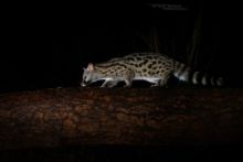 Genette d'Europe, Common Genet, Genetta genetta, France, nuit, night, Matthieu Berroneau