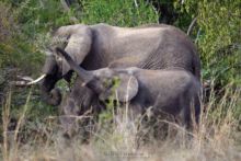 Eléphant d'Afrique, Loxodonta africana, Uganda, Ouganda, Matthieu Berroneau, African bush elephant, Eléphant de Savane d'Afrique