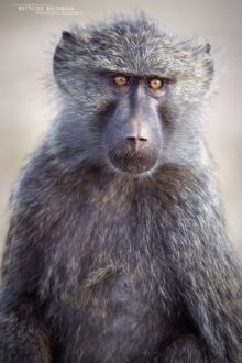 Babouin olive, Papio anubis, Olive baboon, Uganda, Ouganda, Matthieu Berroneau