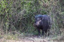 Hylochoerus meinertzhageni, Sanglier géant des forêts, Hylochère, Giant forest hog, Matthieu Berroneau, Uganda, Ouganda