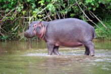 Hippopotame commun, Common Hippopotamus, Hippopotamus amphibius, Uganda, OUganda, Matthieu Berroneau