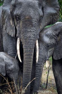 Eléphant d'Afrique, Loxodonta africana, Uganda, Ouganda, Matthieu Berroneau, African bush elephant, Eléphant de Savane d'Afrique