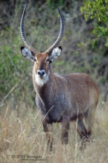 waterbuck, Kobus ellipsiprymnus, cobe à croissant, Matthieu Berroneau, Ouganda, Uganda