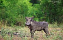 Phacochère commun, Phacochoerus africanus, Common Warthog, Uganda, Ouganda, Matthieu Berroneau